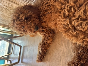 Mini Toy Pudel Merle !!!!! Richtig selten