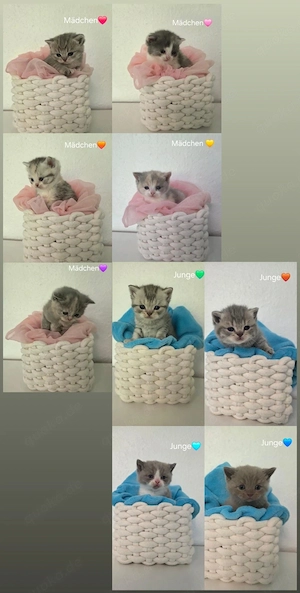 Bkh Kitten in wunderschönen Farben