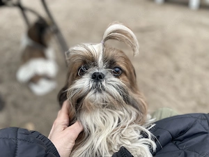 Fröhliche ShihTzu Hündin, knapp 6 Jahre alt!