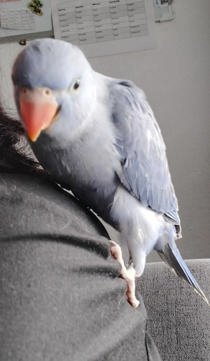 Junge Halsbandsittiche abzugeben