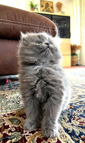 Bkh Blh reinrassige Kitten 