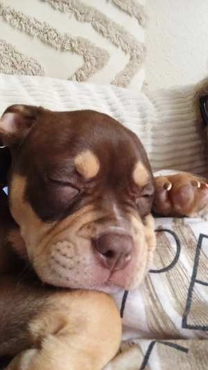 Continental Bulldogge sucht...