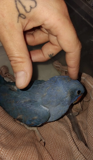 Junge Halsbandsittiche abzugeben Bild 2