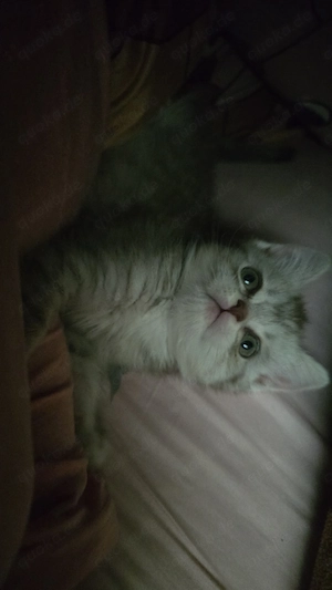 Kätzchen zur Adoption