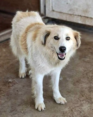 Henry   sensibler Rüde wartet auf seine Chance