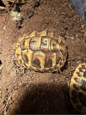Griechische Landschildkröten NZ 2025