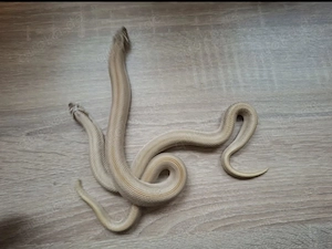 Candy Hakennasennattern abzugeben 