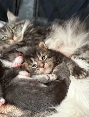 Maine Coon Kitten