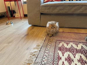 Süßes Kätzchen (weiblich, 13 Wochen alt) sucht ein liebevolles Zuhause