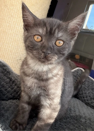 Britisch Kurzhaar Kater Leo 