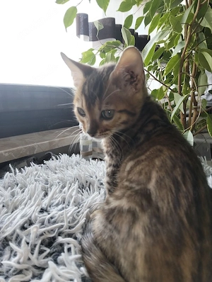 Wunderschöne Kitten suchen ein liebevolles Zuhause Bild 3