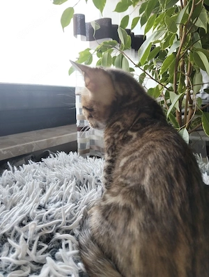 Wunderschöne Kitten suchen ein liebevolles Zuhause Bild 4