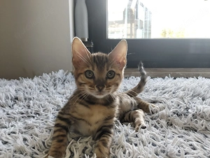 Wunderschöne Kitten suchen ein liebevolles Zuhause