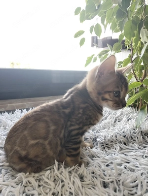 Wunderschöne Kitten suchen ein liebevolles Zuhause Bild 2