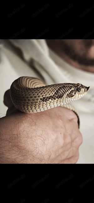 hakennasennatter + terrarium