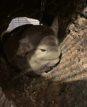 Monty und Balu aus Ense suchen Zuhause - Chinchilla Notfallvermittlungshilfe 