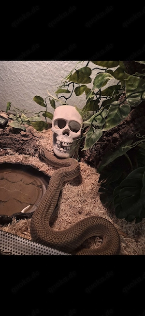 hakennasennatter + terrarium Bild 4