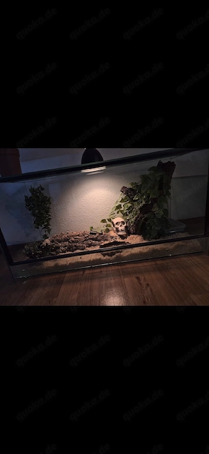 hakennasennatter + terrarium Bild 3