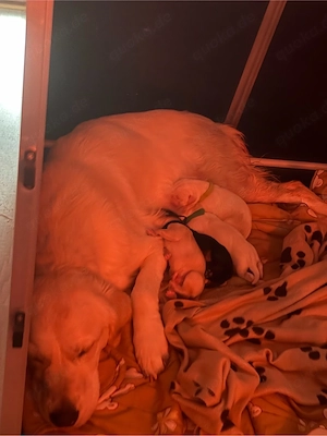 goldador welpen suchen zuhause 