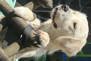 goldador welpen suchen zuhause 