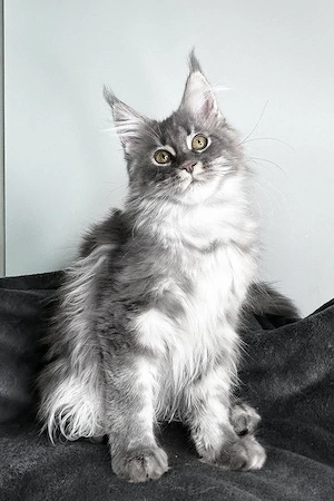 Wunderschöner, 5 Monate alter Kater   sanftmütig, mutig und bereit für ein Zuhause für immer