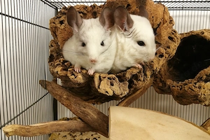 Curtis und Shady aus Kriftel suchen Zuhause - Chinchilla Notfallvermittlungshilfe 