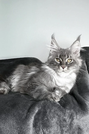 Wunderschöner, 5 Monate alter Kater   sanftmütig, mutig und bereit für ein Zuhause für immer