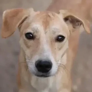 Phoenix, geb. ca. 07 2023, lebt in GRIECHENLAND, auf einer privaten Pflegestelle