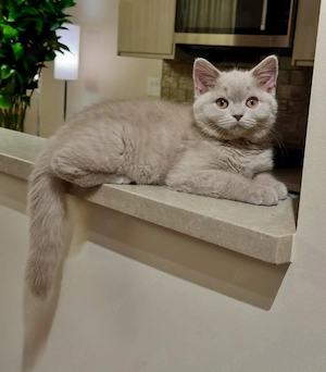  Whatsapp-nummer :    Wunderschöne Britisch Kurzhaar (BKH) Kitten suchen ein liebevol