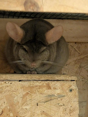 Peanut, Fiete und Bounty aus Schloß Holte-Stukenbrock suchen Zuhause - Chinchilla Notfallvermittlung