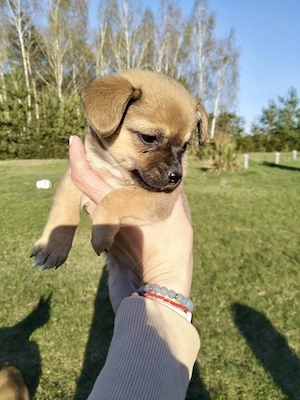 Süße kleinbleibende Rehpinscher - Chihuahua Welpen 