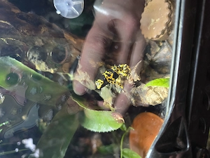 Suche 0.1 Dendrobates Leucomela