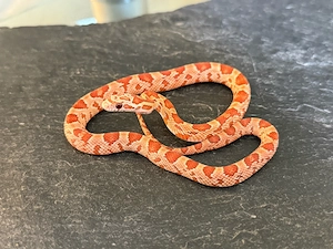 Kornatter Nachzucht 0.1 Ultra poss.het. Dilute Lava Sunkissed Anery Lavender Striped