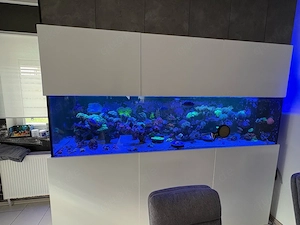 High-End Meerwasser-Traumaquarium (ca. 1000L)   Vollausstattung: Reef Factory, Bubble King, ATI