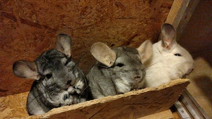 Chinchi, Chipsi und Chipi aus Gäufelden suchen Zuhause - Chinchilla Notfallvermittlungshilfe 