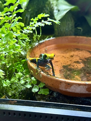 Pfeilgiftfrösche Dendrobates Tinctorius Tumucumaque 