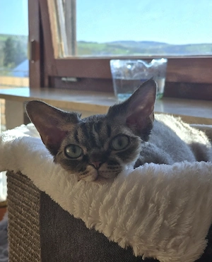 Die junge, hübsche Lika sucht ein neues, liebevolles Zuhause!