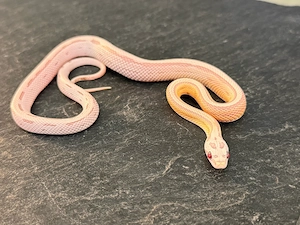 Kornnatter Nachzucht 0.1 Ultra Ultramel Dilute Moonstone Striped 