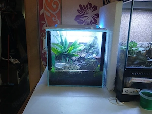 Phyllobates vittatus