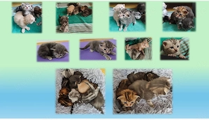 Maine Coon BKH Kitten