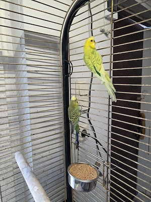 Guten Tag  wir geben sehr  schöne  Hauben Wellensittiche  in gute Hände ab.