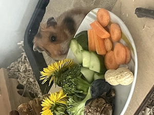 Teddyhamster Dame Hamster 