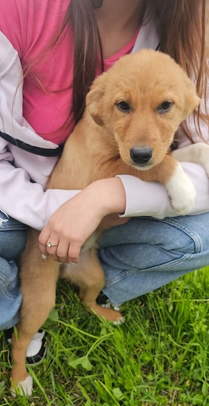 Welpe Maja ist 4 Monate und wird ca 50 cm