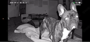 Französische Bulldoge