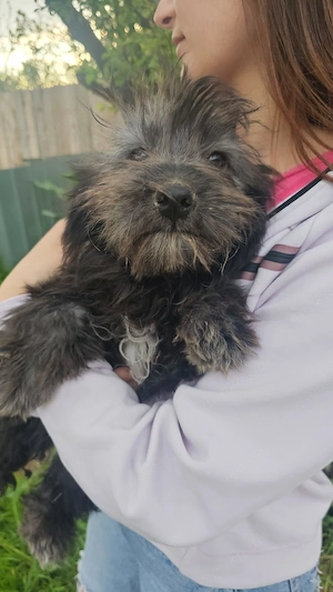 Welpe Elsa, 4 Monate, wird ca. 35-40 cm