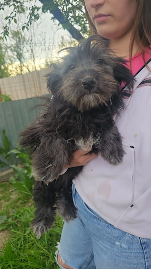 Welpe Elsa, 4 Monate, wird ca. 35-40 cm