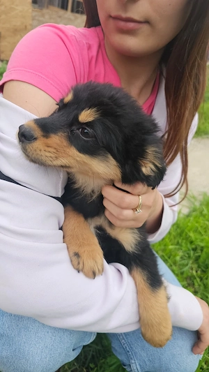 Welpe Mona, 4 Monate, wird ca. 40 cm