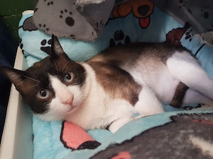 Fito sucht sein Zuhause