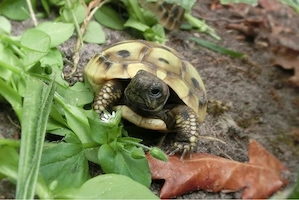 Griechische Landschildkröten aus eigener Nachzucht von 2022, THB