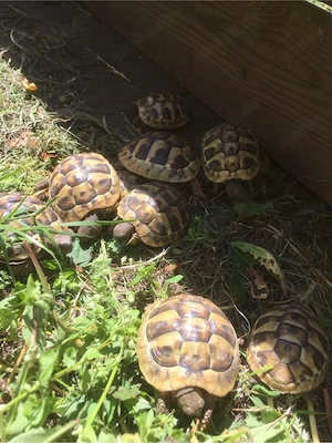 Griechische Landschildkröten aus eigener Nachzucht von 2022, THB Bild 3